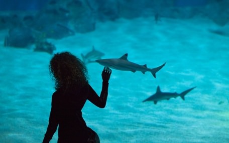 Den Blå Planet Gavekort