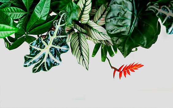 Plant København Gavekort