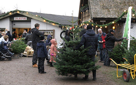 Mosegaardens Juletræssalg Gavekort