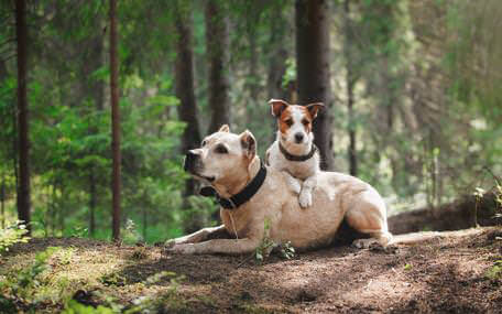 Granngården Presentkort