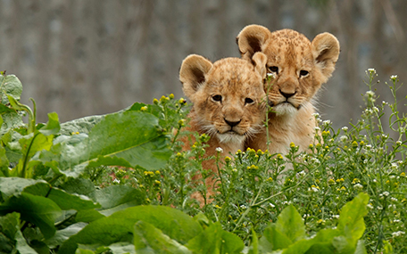 ZOO i Köpenhamn Presentkort