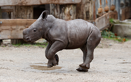 ZOO i Köpenhamn Presentkort