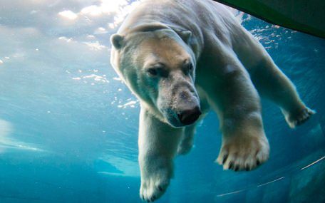 ZOO i Köpenhamn Presentkort