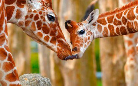 ZOO i Köpenhamn Presentkort