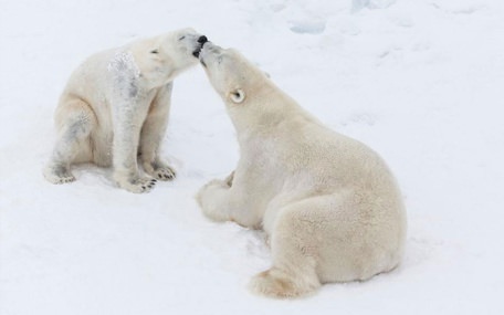 Ranua ZOO Lahjakortti